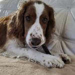 Bully Bunches Beef Collagen Chews for Dogs