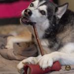 Bully Bunches Odour-Free Beef Bully Sticks for Dogs