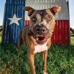 N-Bone Get Naked Grain Free Dental Chew Sticks