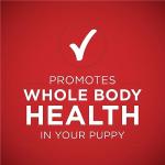 Purina ONE Classic Ground Puppy Food, Lamb & Rice