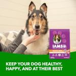 IAMS Healthy Aging Chicken & Whole Grain Dog Food