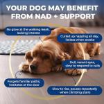 Dog Cognitive & Calming Chews for Seniors