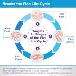 Waterproof Flea and Tick Treatment for Cats