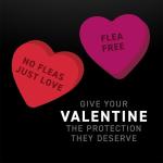 Flea and Tick Prevention Drops for Cats