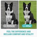 Yeast Infection Treatment for Dogs and Cats