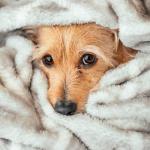 Veterinary Formula Dog Shampoo with Oatmeal & Tea Tree