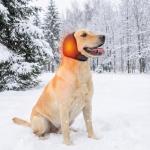 Dog Ear Muffs for Noise and Bathing (Large)