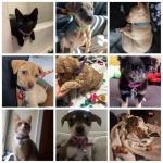 Pink PU Leather XXS Dog Collar with Bell