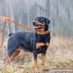 Stylish Adjustable PU Leather Dog Collar for Large Dogs