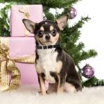 Blue XXS Dog Collar with Bell for Tiny Pets