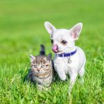 Pink PU Leather XXS Dog Collar with Bell