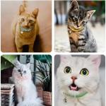 Blue XXS Dog Collar with Bell for Tiny Pets