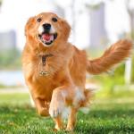 Geehouz Durable Dog Collar Bells for Safety