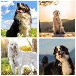 Geehouz Durable Dog Collar Bells for Safety