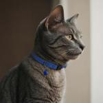 Adjustable Breakaway Leather Cat Collar with Bell