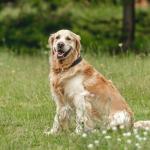 Azinoo Black Leather Dog Collar for All Sizes