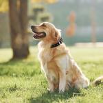 Azinoo Black Leather Dog Collar for All Sizes