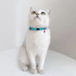 Adjustable Breakaway Leather Cat Collar with Bell