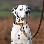Leather Airtag Dog Collar – Waterproof, Quick Release
