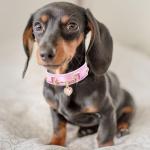 Iridescent Pink Dog Collar with Heart Pendant