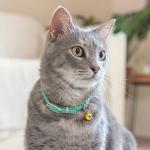 Leather Cat Collar with Bell - Mint Green