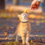 Adjustable Leather Cat Collar with Bell and Skull