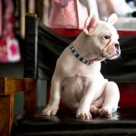 Adjustable Leather Cat Collar with Bell and Skull
