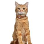 OOPSDOGGY Leather Cat Collar with AirTag Holder