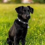 Reflective Paw Print Dog Collar - Adjustable Black