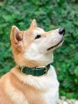 Tuff Pupper Heavy-Duty Waterproof Dog Collar