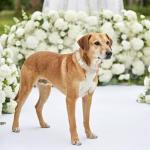 YUDOTE Soft Leather Padded Dog Collar for Small Dogs