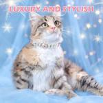 Personalized Pink Leather Cat Collar with Bell