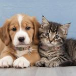 Soft Adjustable Leather Cat Collar with Bells