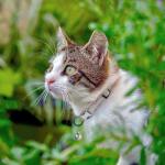 Gray Leather Cat Collar with Buckle and Bell