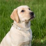 YUDOTE Soft Leather Padded Dog Collar for Small Dogs