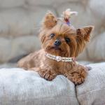 Personalized Pink Leather Cat Collar with Bell