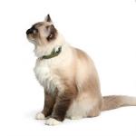 AirTag Cat Collar with Bell - Olive Green