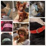 Pink Rhinestone Flower Dog Collar for Small Dogs