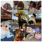 Pink Rhinestone Flower Dog Collar for Small Dogs