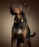 Heavy Duty Black-Gold Leather Dog Collar