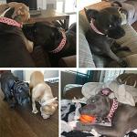 Adjustable Spiked Dog Collar with Squeaky Ball