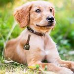 4 Bear Bells with Leather Strap for Dogs