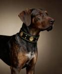 Heavy Duty Black-Gold Leather Dog Collar