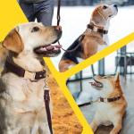 Leather Dog Collar and Leash Set for Small Dogs