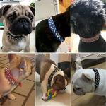Chew Proof Spiked Dog Collar for Small Pets