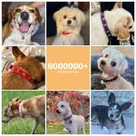 DILLYBUD Soft Leather Adjustable Dog Collar, Black