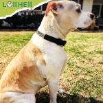 Martingale Dog Training Collar - Adjustable Leather Design