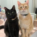 PUPTECK Adjustable Soft Leather Cat Collars - 2 Pack