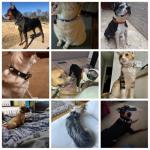 Black Spiked Dog Collar for Small Breeds