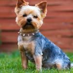 Black Spiked Dog Collar for Small Breeds